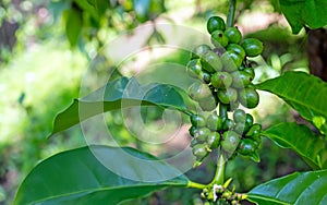 Coffee bean close-up view, Green Arabica seeds. Indonesia