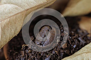 Coffee Bean and Coarse Grind with Dry Leaves