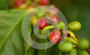 Coffee bean Coffea arabica â€˜Caturra