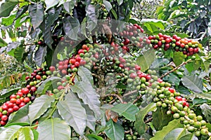 Coffee bean, coffee cherries or coffee berries on coffee tree, near El Jardin, Antioquia, Colombia photo