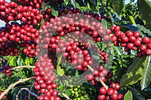 Coffee bean on coffee tree