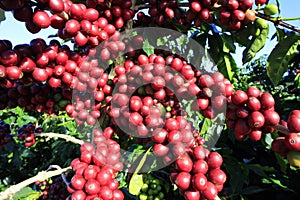 Coffee bean on coffee tree