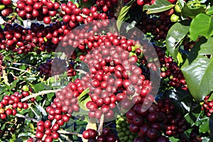 Coffee bean on coffee tree