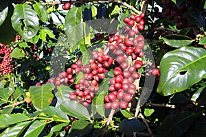 Coffee bean on coffee tree