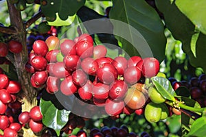 Coffee bean on coffee tree