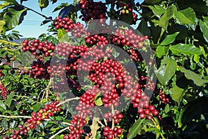 Coffee bean on coffee tree