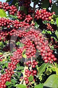 Coffee bean on coffee tree