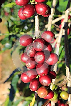 Coffee bean on coffee tree