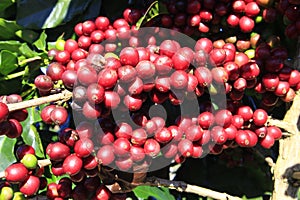 Coffee bean on coffee tree