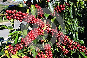 Coffee bean on coffee tree