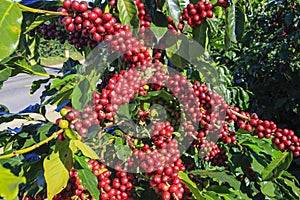 Coffee bean on coffee tree