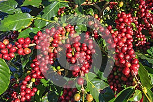 Coffee bean on coffee tree