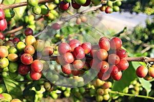 Coffee bean on coffee tree
