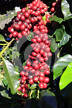 Coffee bean on coffee tree