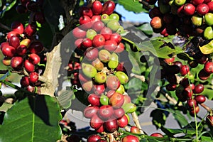 Coffee bean on coffee tree