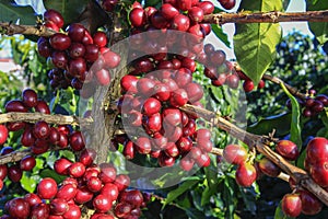 Coffee bean on coffee tree