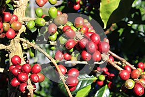 Coffee bean on coffee tree