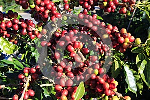 Coffee bean on coffee tree