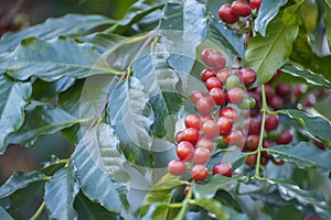 Coffee bean with coffee tree