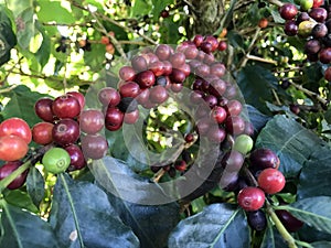 Coffee bean on coffee tree in cafe plantation