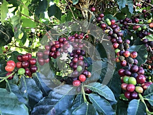 Coffee bean on coffee tree in cafe plantation