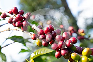 Coffee bean in coffee tree plantation.Fresh green berry of coffee in organic farm.  selective focus