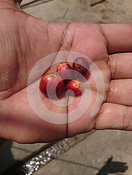 Coffee bean fresh from the tree & x28;coffee bean harvest time& x29;