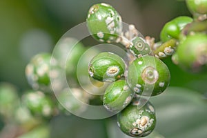 Coffee bean green fruits closeup with cochineal plague - not mature - Coffea arabica