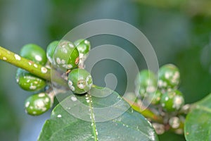 Coffee bean green fruits closeup with cochineal plague - not mature - Coffea arabica photo