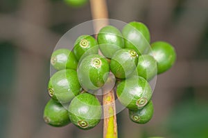 Coffee bean green fruits closeup - not mature - Coffea arabica photo