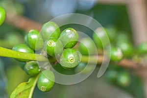 Coffee bean green fruits closeup - not mature - Coffea arabica photo