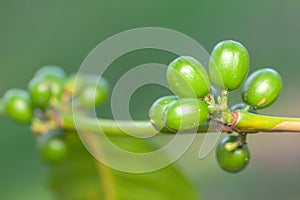 Coffee bean green fruits closeup - not mature - Coffea arabica photo