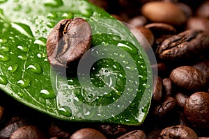 Coffee bean on a green leaf with drops of water lying on the background of coffee beans