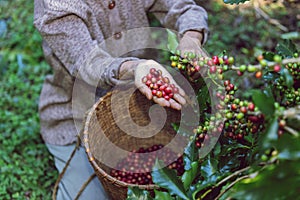 Coffee bean harvest is a crucial stage in the coffee production process that involves the selective picking or harvesting of ripe