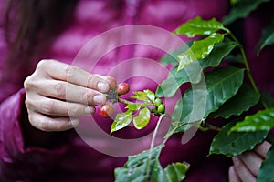 Coffee bean harvest season. A woman wearing a pink sweater collecting red coffee beans in a coffee plantation