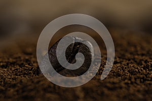 Coffee bean on heap of ground coffee