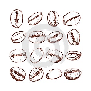 Coffee bean Isolated Hand drawn vector, sketch of coffee beans