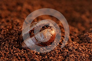 Coffee Bean Macro