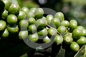 Coffee Bean Plant