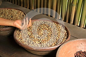 Coffee bean plantation in Bali, Indonesia