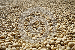 Background texture of fresh raw dried coffee beans to be roasted