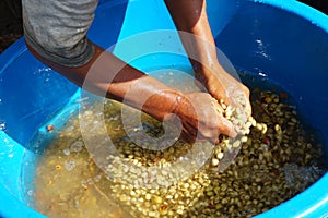 The farmer is washing the raw coffee beans in the bowl