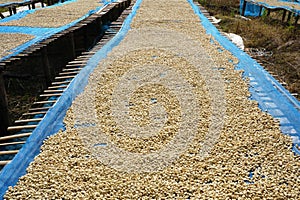 Raw coffee beans are exposed to sunlight. There are dried by sun drying.