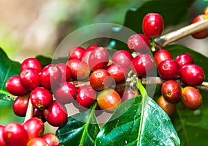 Coffee bean on tree.