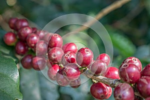 Coffee bean on tree