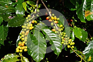 Coffee bean on tree