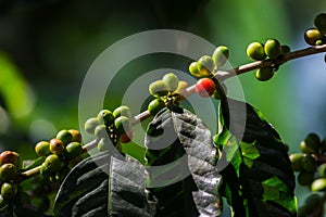 Coffee beans