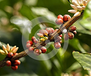 Coffee beans