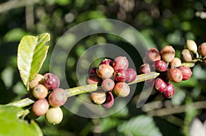 Coffee Beans