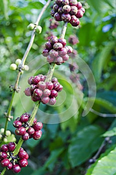 Coffee Beans